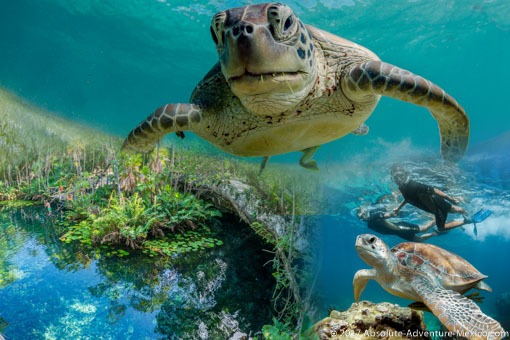 akumal-turtles-cenote-snorkeling